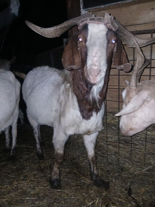 Vand 2 tapi frumosi si buni