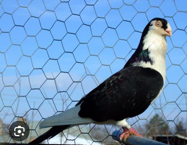 Vând pereche buna de gălățeni buni pe zbor și jocuri