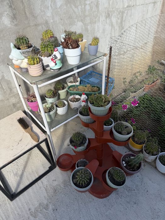 Cactusi, diverse marimi si sortimente