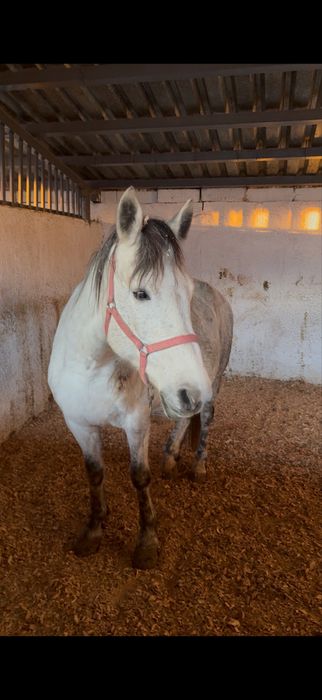 Продам Кабылу 5 лет