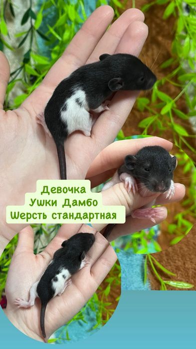 Крысы малыши (крысята,крыса)