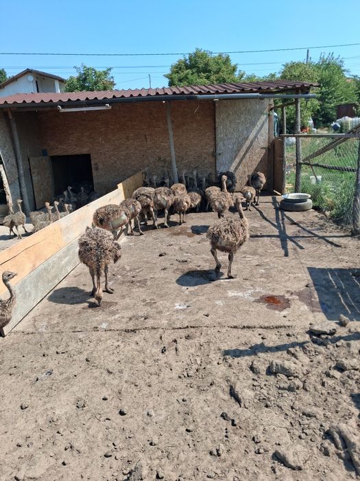 Pui de struți  cu  garantie