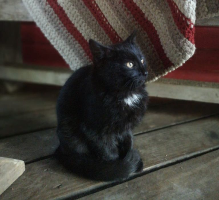 Котята 4-х месяцев ищут хозяенв