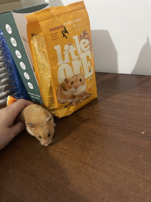 Хомячок сирийский