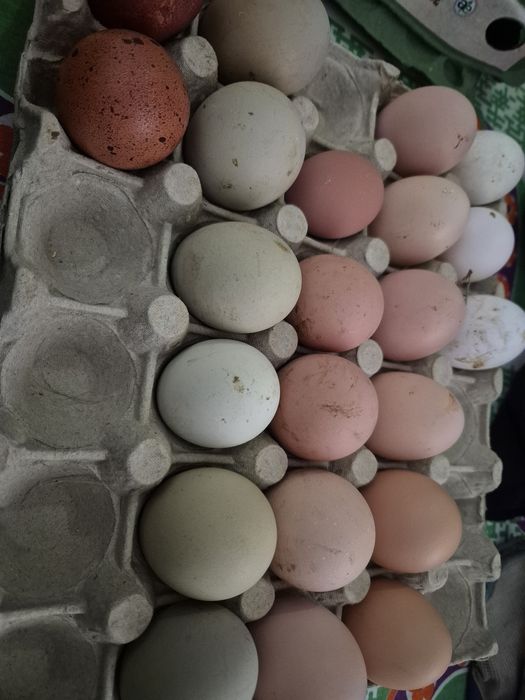 Oua  araucana australorp