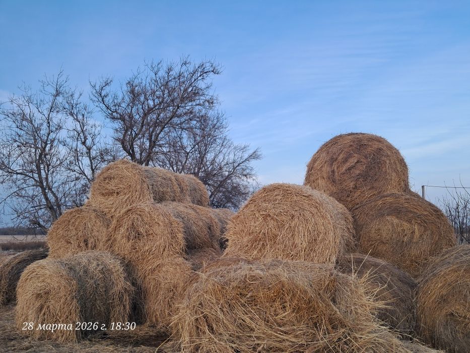 Продам сено и солому ячменую
