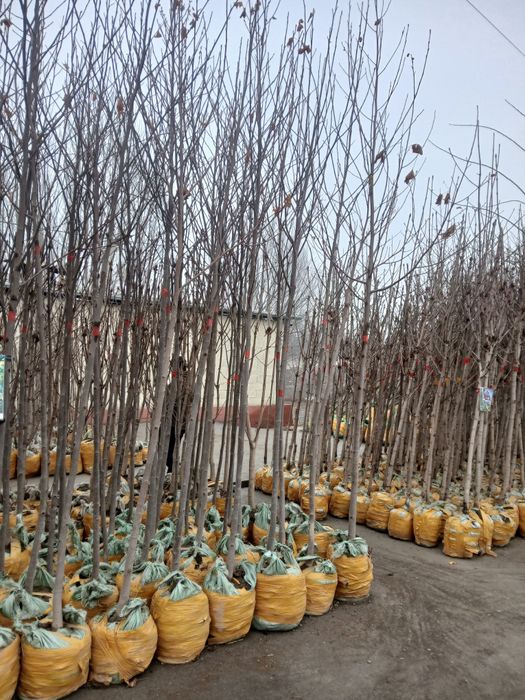 Lola daraxti va koʻchatlar 100% ishonchli