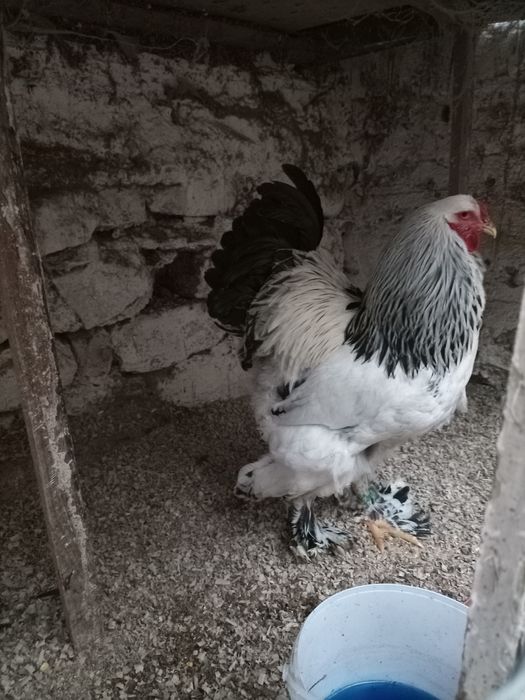 Oua incubat brahma herminat deschis și herminat deschis albastru