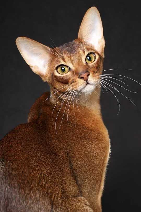 Породы гладкошерстных котов фото Породы гладкошерстных котов фото