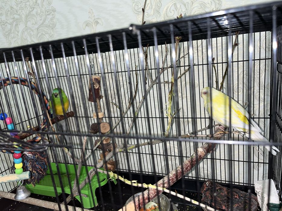 Продам попугаев!