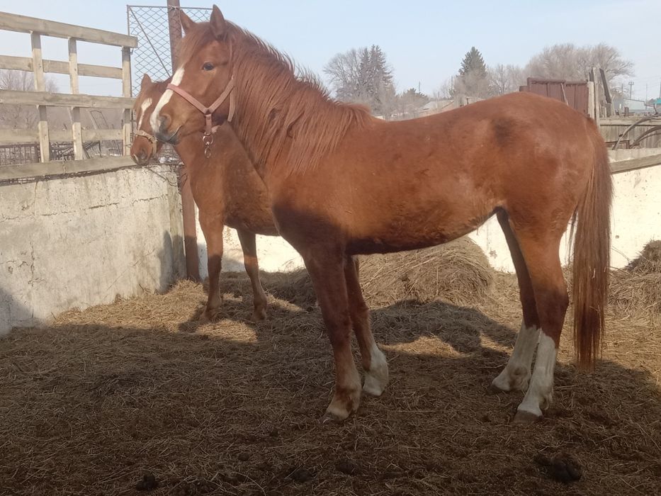 Продам две кобылы