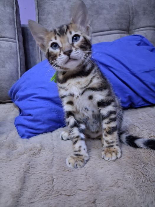 Продам бенгальских котят.