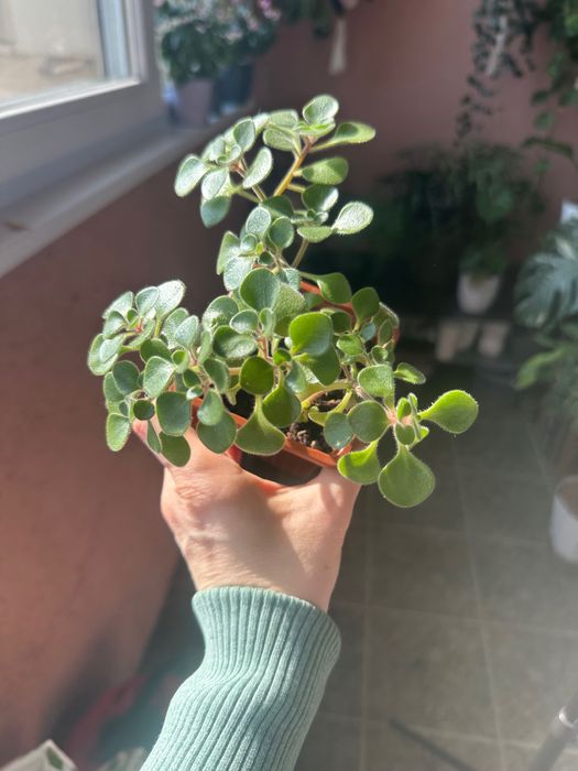 Стайни растения (фитония, кактуси, хлорофитум, спатифилум и др.)