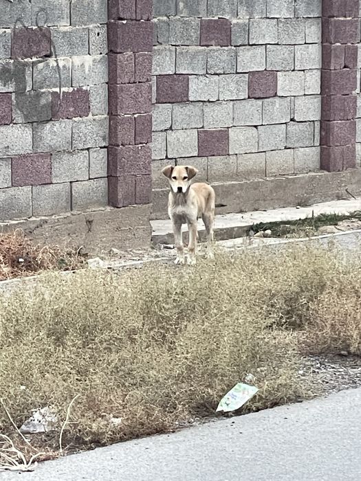 Активный щенок Бонни