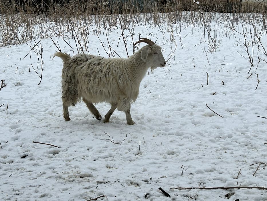 Продаются козы, 2 шт . Девочки