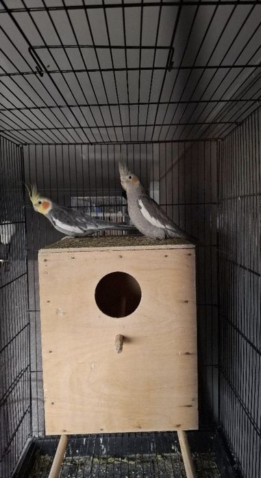 Попугай Карелла продаётся