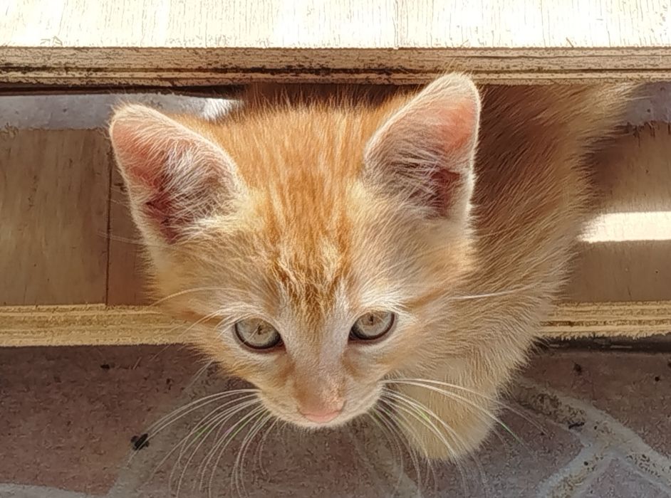 2-месечни котета