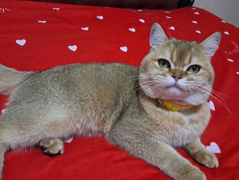 Золотая шиншила 1 ёш емланган еркак зот олишга таййор