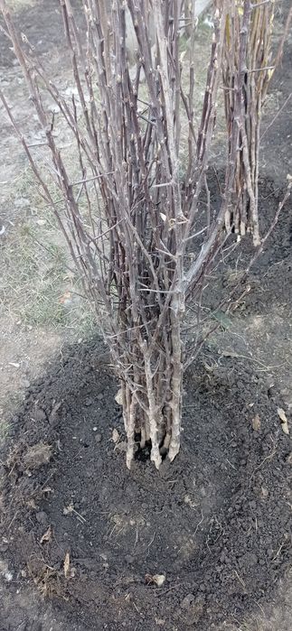 Саженцы яблони, груши, сливы