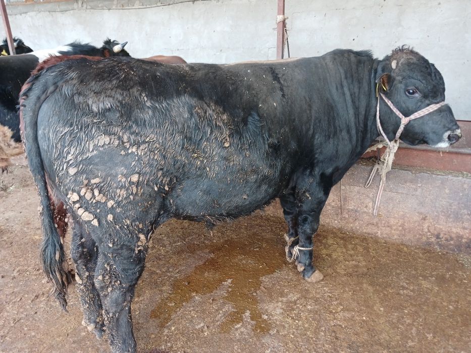 СемізбұхаларСатылады