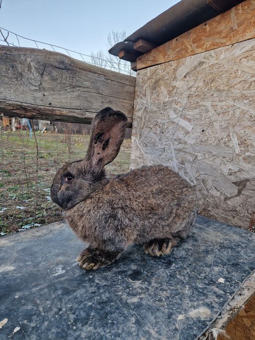 Urias german gri fier