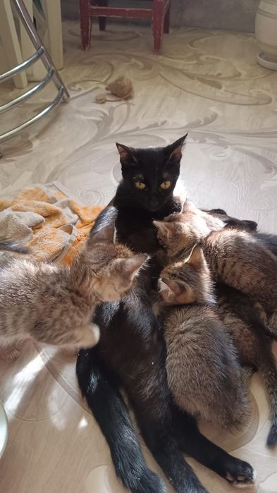 Отдам котят в добрые руки.