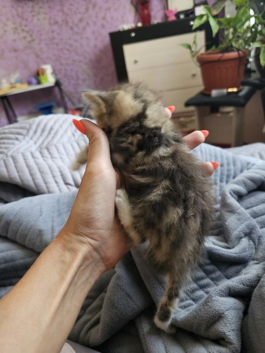 Шотландцы прямоушки.