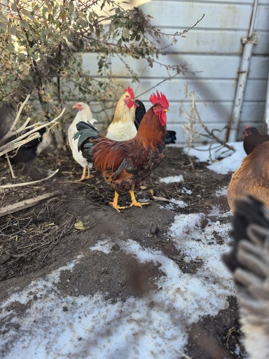 Продам петухов домашних