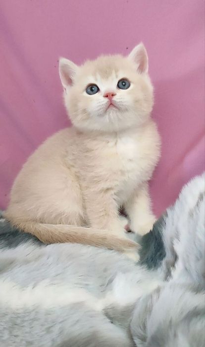 Британец мальчик чистокровная лиловая шиншилла