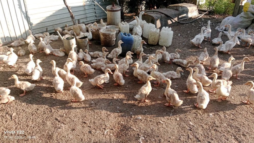 Үйрек сатылады/ Продам утки