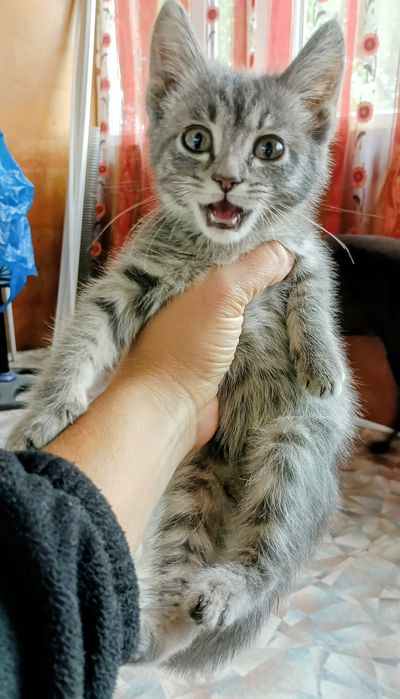 Котёнок подкидыш ищет дом