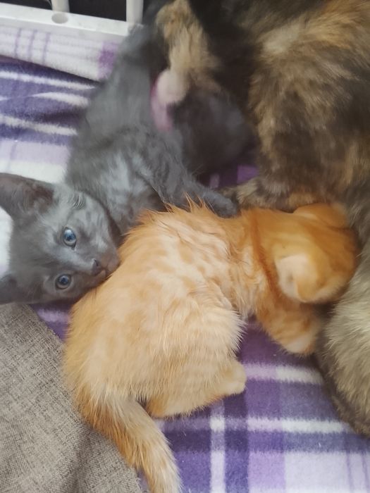 Отдам котят в добрые руки