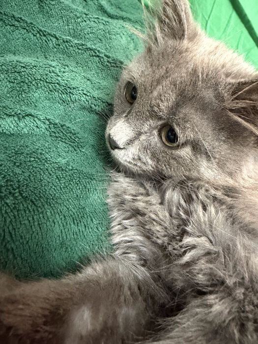милые котикиииии