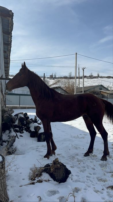 Продается лошадь