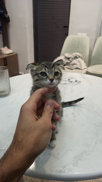 Котенок скотиш фолд