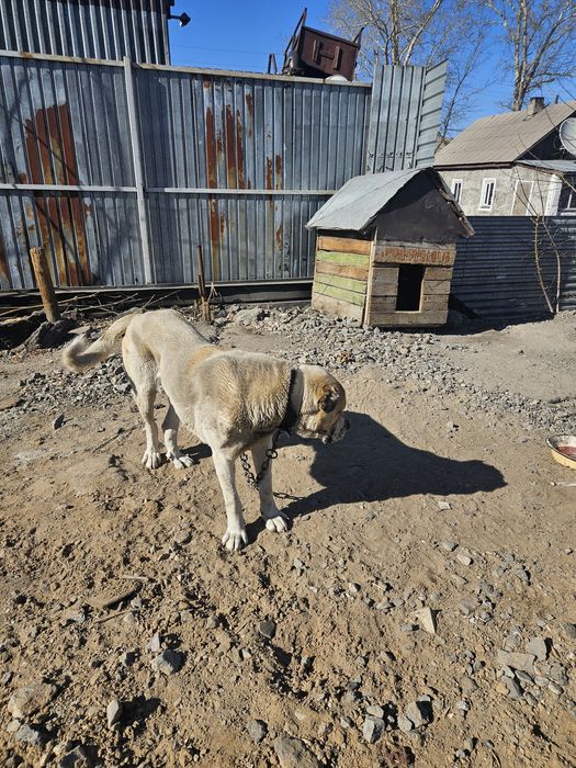 Продам сабаку тобет