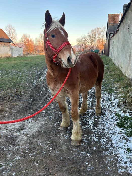 Manz 1 an jumate comtois franta