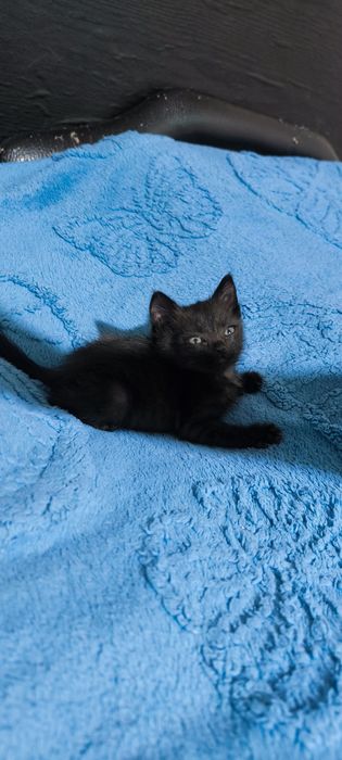 Котенок в добрые руки