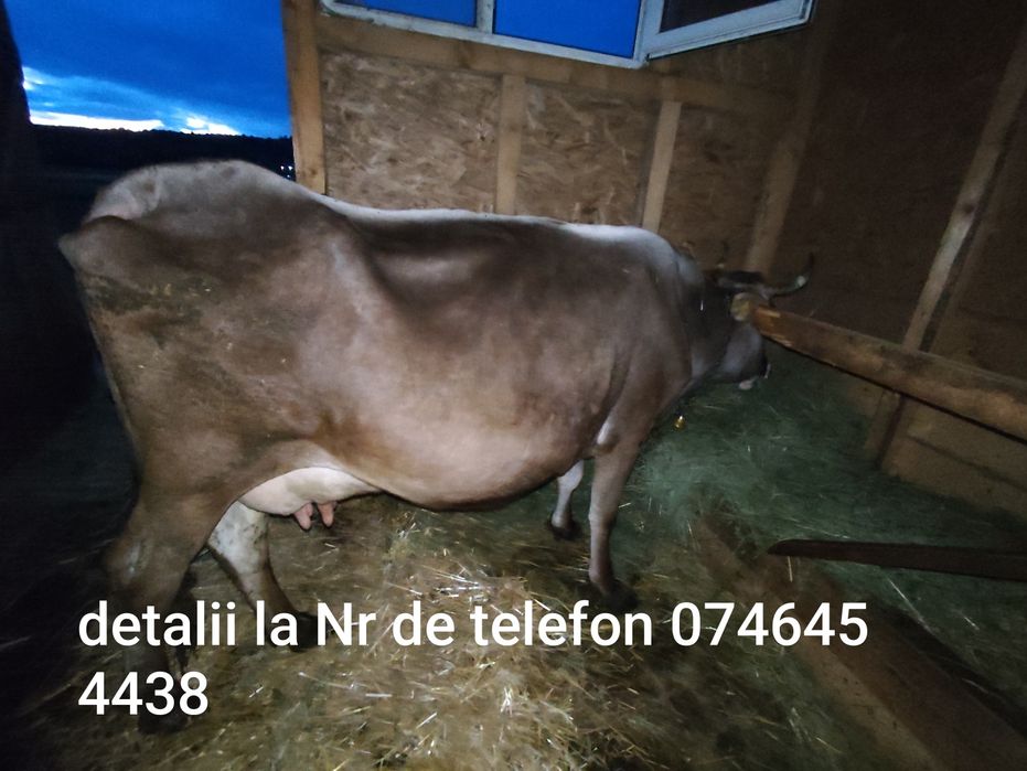 Vând vacă brună de Maramureș