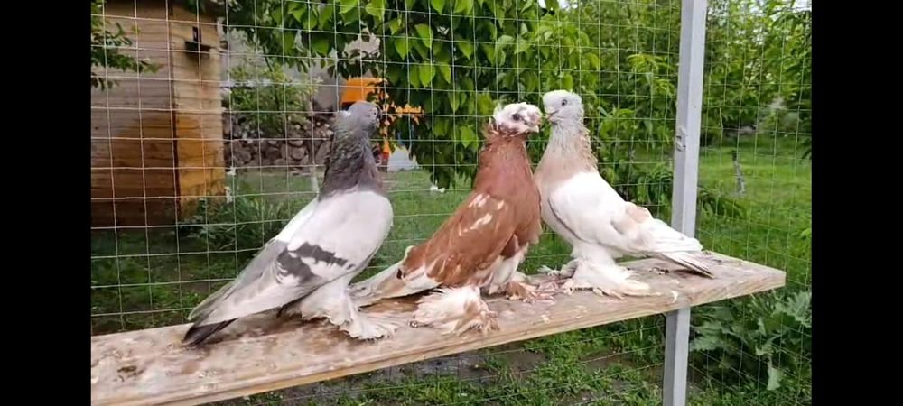 Голубка чинка полосатые пара