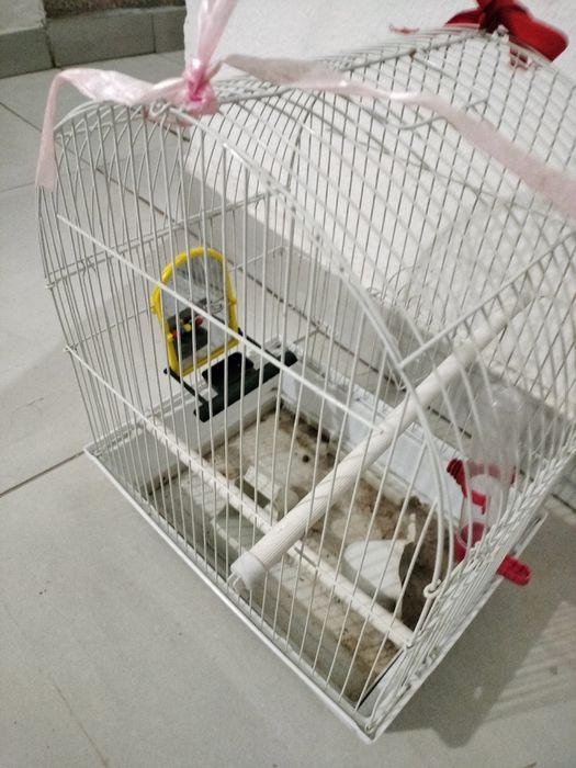 Colivie echipata complet