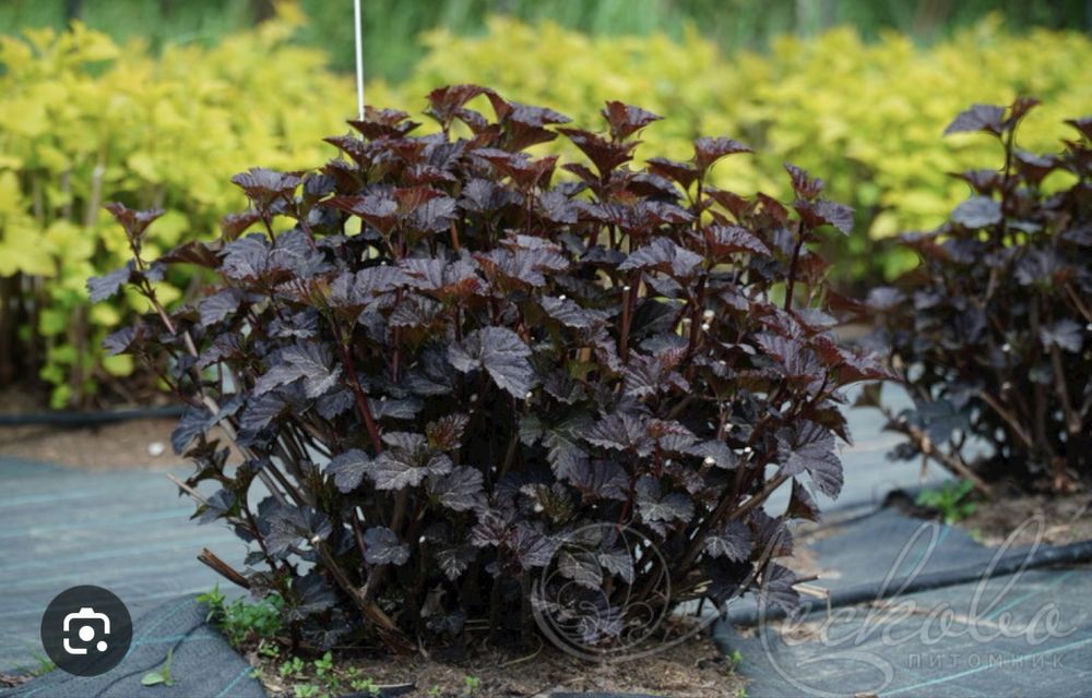 Пузыриплодник диабло калинолистный