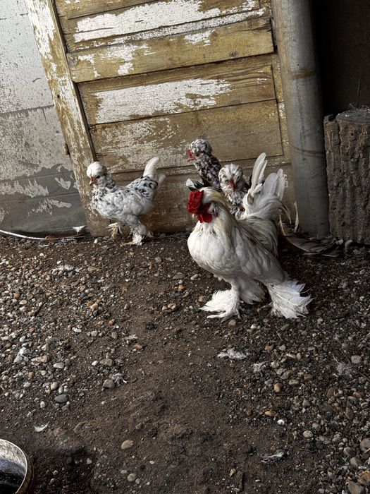 Struma bantam pitic