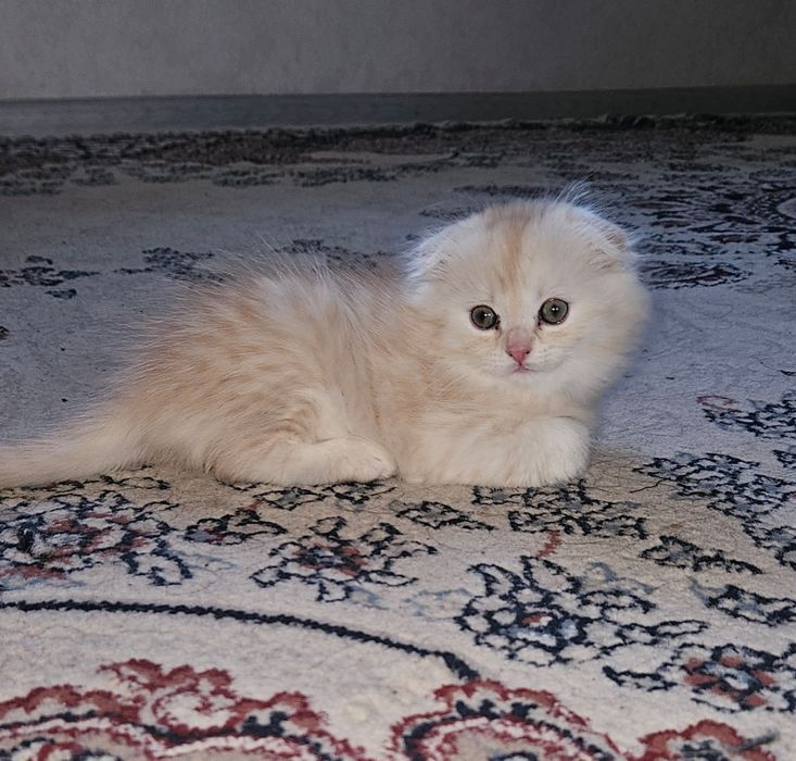 Мушук сотилади галишамиз