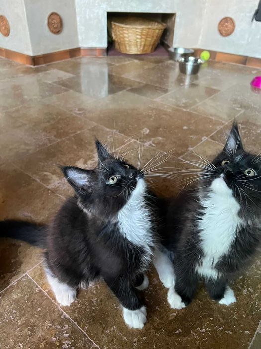 Felisa autorizata rasa Maine Coon