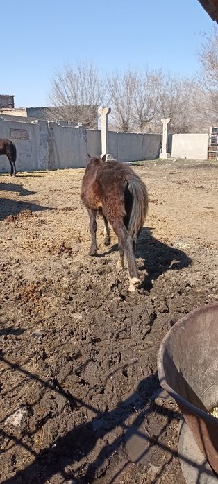 Еркек тай сатылады