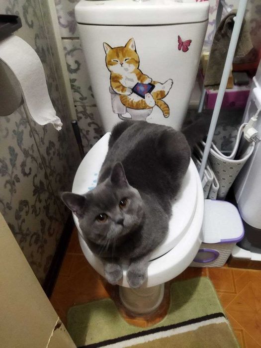 Британская кошка