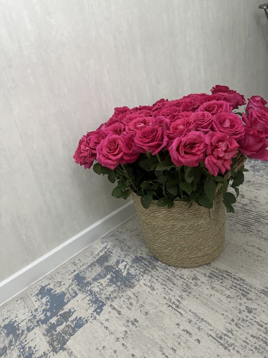 Роза гүл жаңа бүгін жасалған…