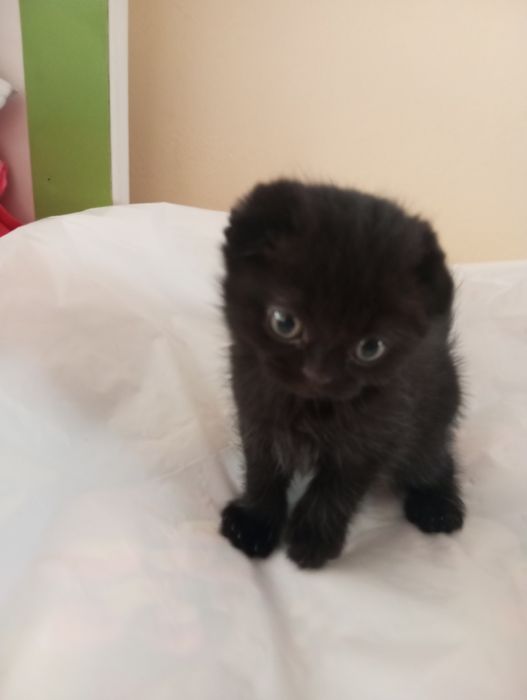 Продаются вислоухие котята скоттиш фолд 500000 тысяч сум