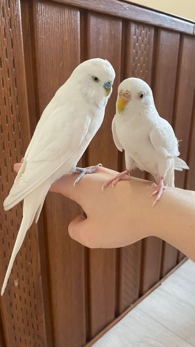 Попугаи и клетка